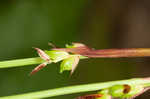 Plantainleaf sedge